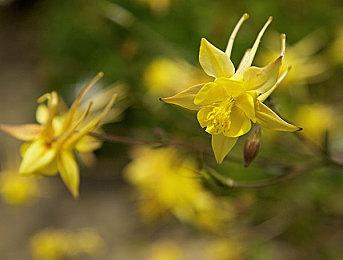 吉田修平玩过好几次《羊蹄山之魂》 他认为该作比《对马岛之鬼》更优秀